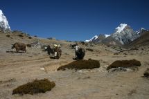 IMG_8218 zum Thokla Pass Yaks.jpg